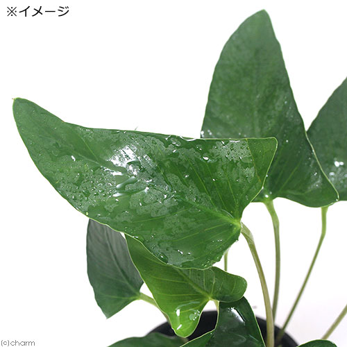 （水草）アヌビアス　グラキリス（トロピカポット）（無農薬）（1ポット分）