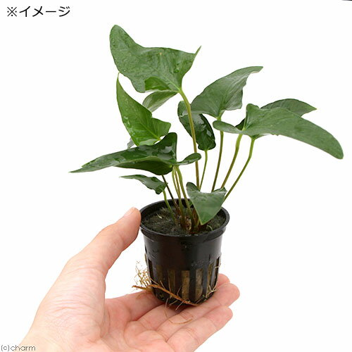 �ʿ���˥��̥ӥ��������饭�ꥹ�ʥȥ��ԥ��ݥåȡˡ�̵�����ˡ�1�ݥå�ʬ��