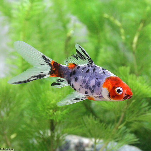 （国産金魚）朱文金（3匹）