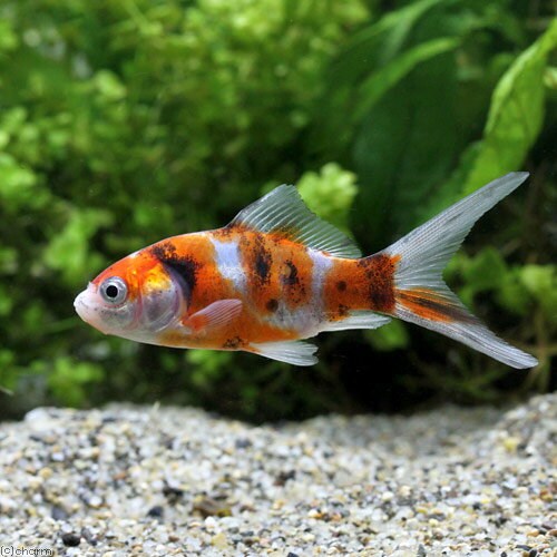 （国産金魚）朱文金（3匹）