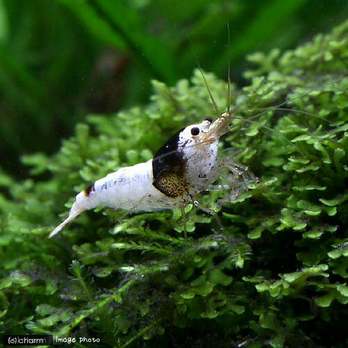 �ʥ��ӡ˥֥�å��ӡ�������ס��⥹���1ɤ�ˡ��̳�ƻ���彣�Ҷ������ݲ�