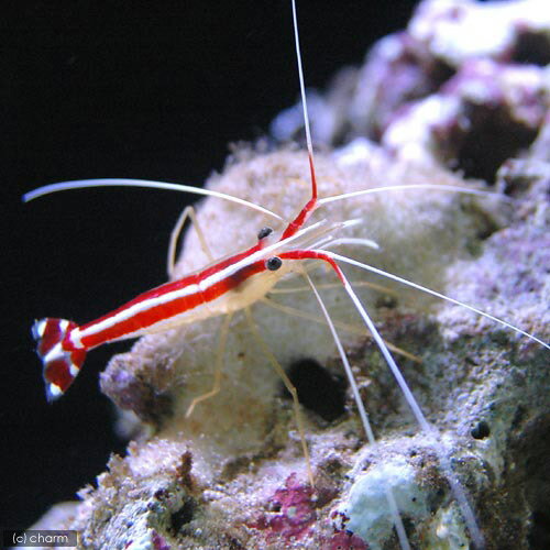 （海水魚）エビ　スカンクシュリン