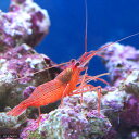 （海水魚）エビ　ペパーミントシュリンプ（ワイルド）（1匹）カーリー対策　北海道・九州航空便要保温