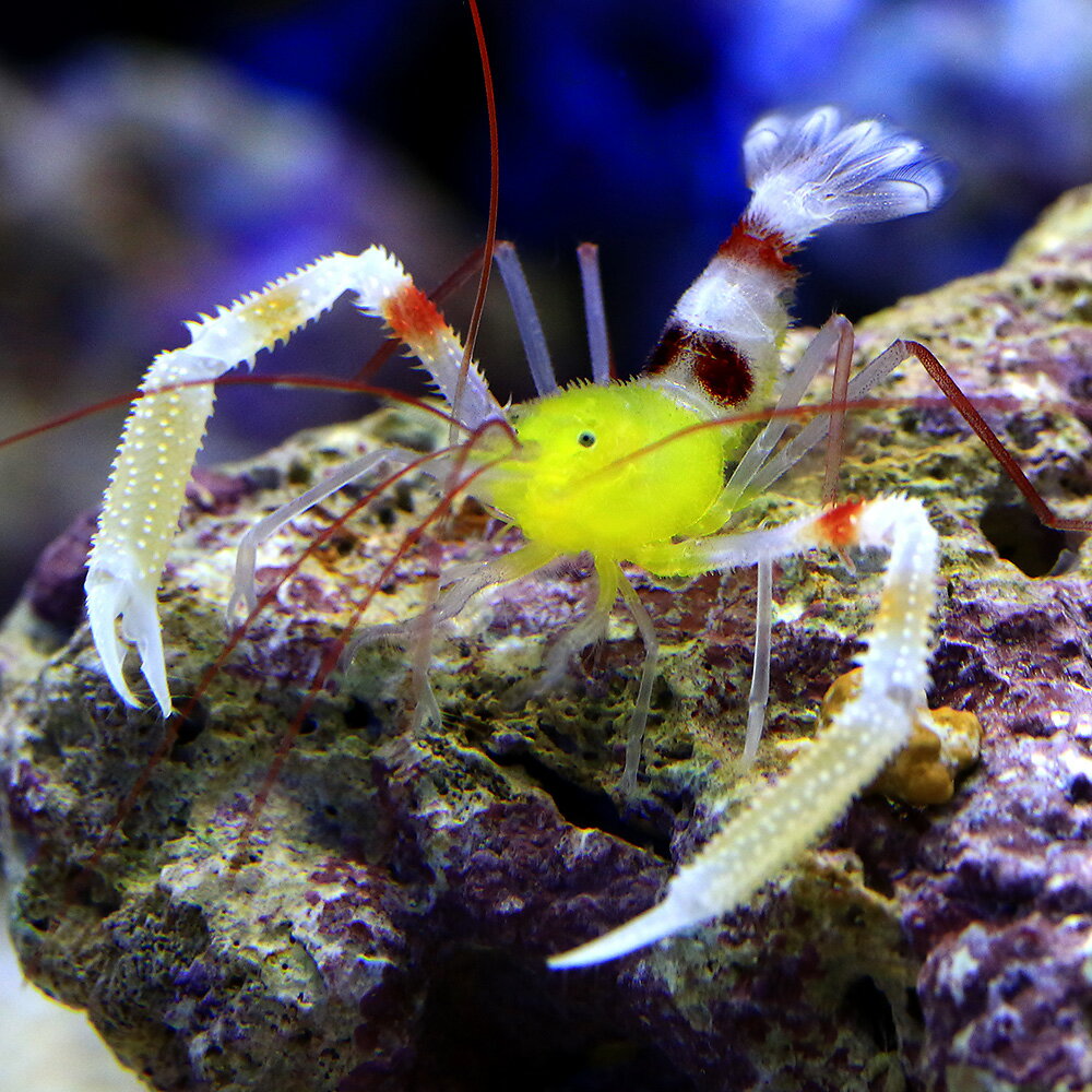 （海水魚）エビ　ザンジバルボクサーシュリンプ（1匹）