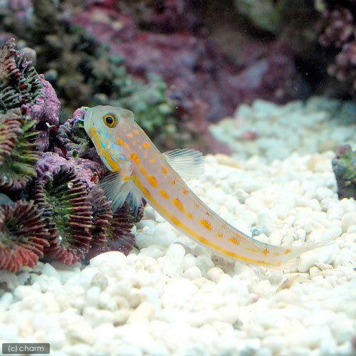 （海水魚）オトメハゼ（1匹）