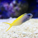 (海水魚)オウゴンニジギンポ(1匹) 北海道航空便要保温