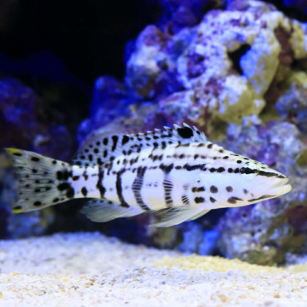 （海水魚）ハーレクインバスレット（1匹）　北海道・九州航空便要保温