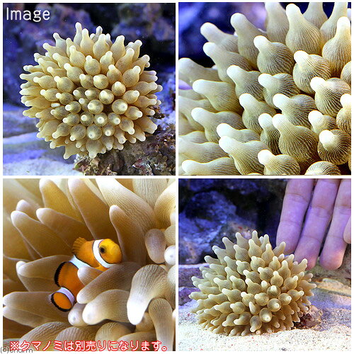 （海水魚）サンゴイソギンチャク　Mサイズ（1匹）無脊椎動物　北海道航空便要保温 chanet-10041523 charm 楽天市場店 サンプル画像2