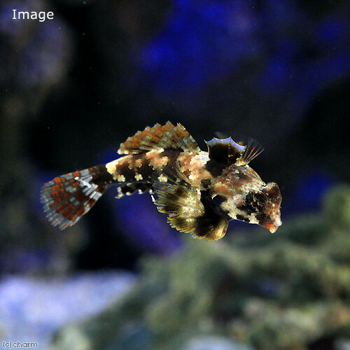 楽天市場】リフジウムの通販