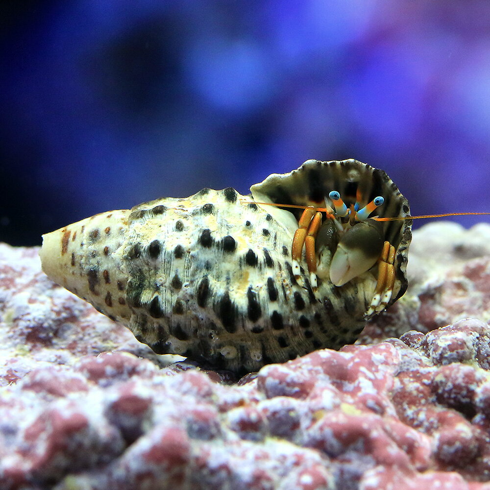 （海水魚）ヤドカリ　沖縄産　スベスベサンゴヤドカリ（1匹）