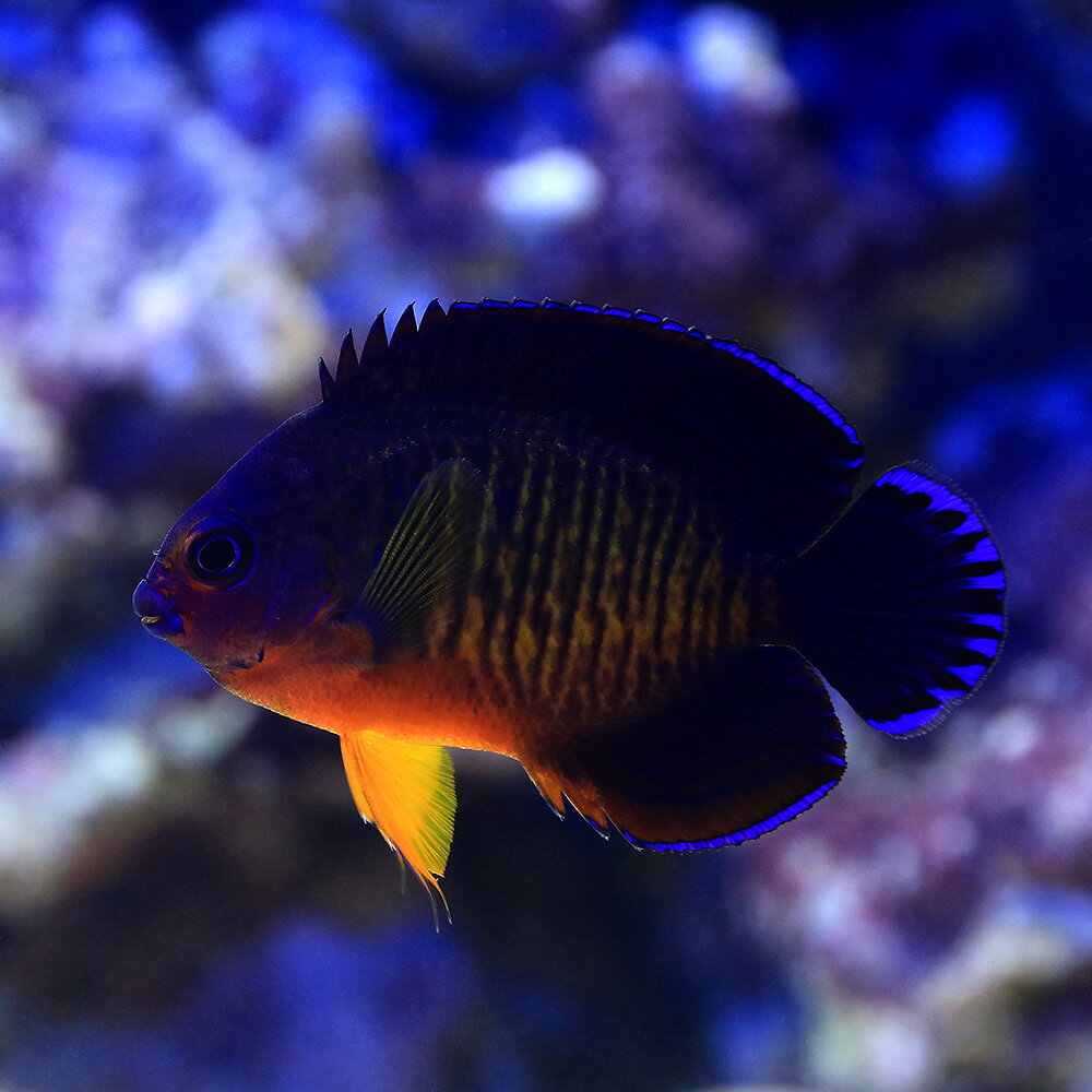 （海水魚）ヤッコ　マニラ産　ルリ