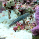 （海水魚）生餌　エサ用ハゼミックス　Sサイズ（1匹）　活餌　北海道・九州航空便要保温 その1