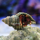 (海水魚)ヤドカリ オレンジクロウハーミットクラブ(1匹)
