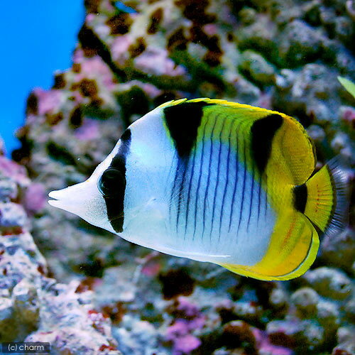 アマテラスメダカ　5匹＋保証分1匹　送料無料（九州、北海道地域は調整金あり）複数購入同梱割引あり めだか 生体 　紅白　ラメ 体外光 ヒレヒカリ 成魚 人気 アクアリウム インテリア 屋外 埼玉産 飼育 観賞魚 販売 人気 癒し 輝き 自由研究 淡水魚