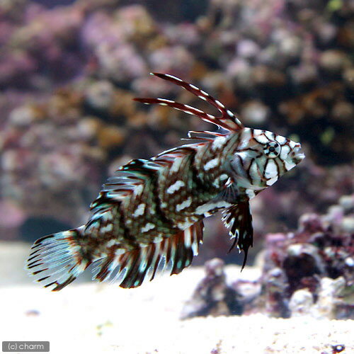 樂天商城 - （海水魚）オビテンスモドキ　幼魚（1匹）　北海道・九州航空便要保温