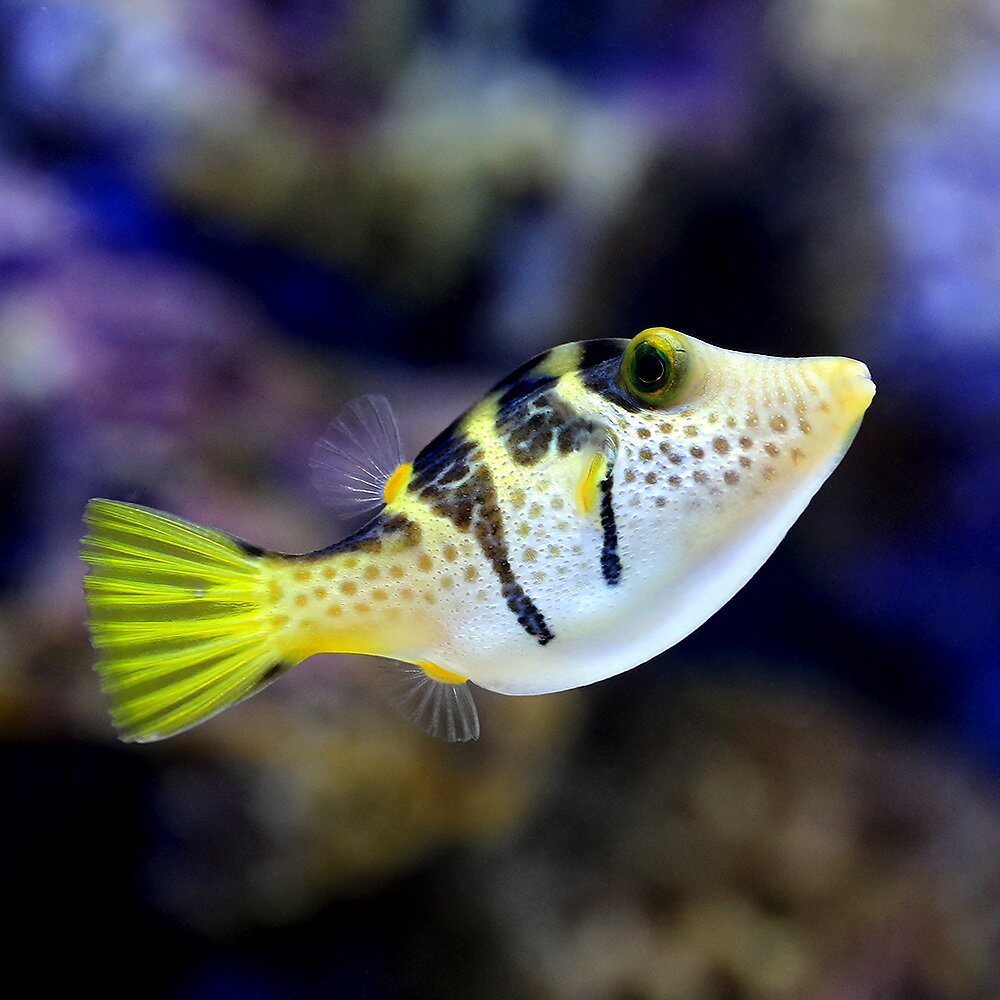 （海水魚）シマキンチャクフグ（1