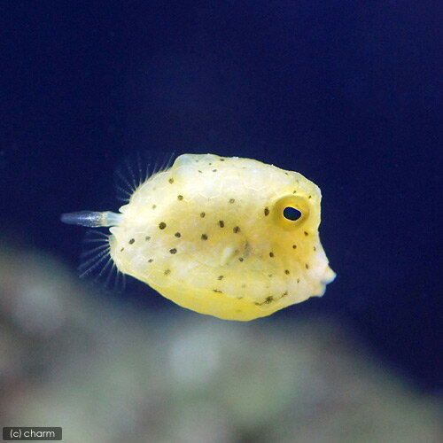 熱帯魚 ハリセンボン カリブ 1匹 6CM前後 Sサイズ ハイチ 海水魚 熱帯魚