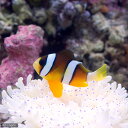 （海水魚）ナミクマノミ（ワイルド）（1匹）　北海道・九州航空便要保温