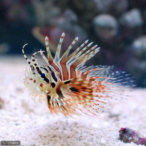 海水魚 キリンミノカサゴ 1匹 