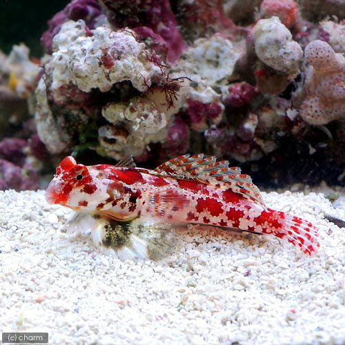 （海水魚）スターリードラゴネット（1匹）　北海道・九州航空便要保温