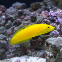 (海水魚)イエローコリス(1匹)