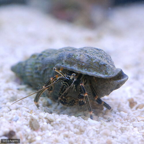 （海水魚）ヤドカリ　沖縄産　タテジマヨコバサミ（1匹）