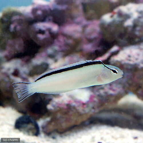 （海水魚）スミスズファングブレニー（1匹）