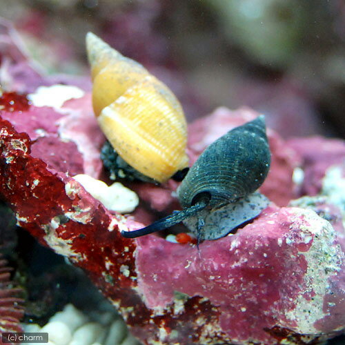 （海水魚）貝　シイノミヨウバイ（1匹）