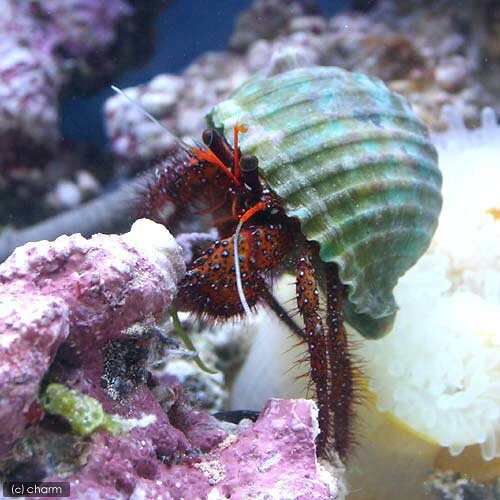 （海水魚）ヤドカリ　コモンヤドカリ　Mサイズ（1匹）
