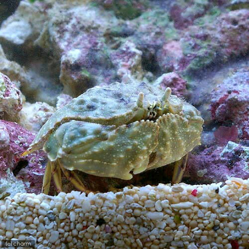 （海水魚）カニ　ソデカラッパ（1匹）