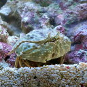 (海水魚)カニ ソデカラッパ(1匹) 北海道航空便要保温