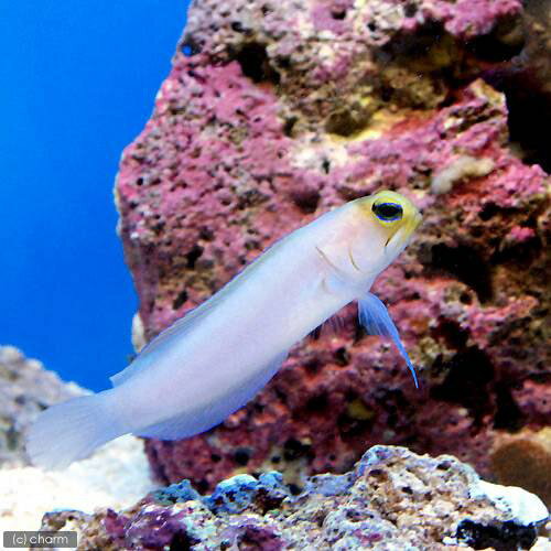 �ʳ�����˥ѡ��꡼���硼�ե��å��塡S��������1ɤ�ˡ��̳�ƻ���彣�Ҷ������ݲ�