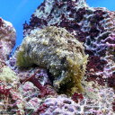 (海水魚)ウミウシ タツナミガイ Sサイズ(1匹) 北海道航空便要保温