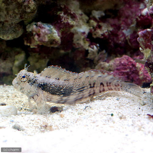 �ʳ�����˥䥨��ޥ���ݡ�M��������1ɤ�ˡ��̳�ƻ���彣�Ҷ������ݲ�