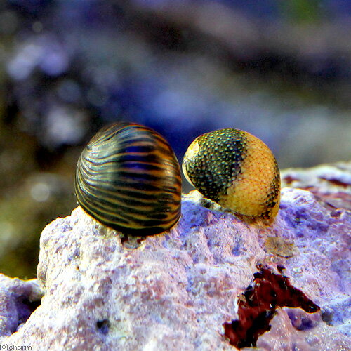 （海水魚）貝　海洋性カノコガイ　Sサイズ　コケの掃除（1匹）