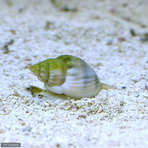 （海水魚）貝　イボヨウバイ　底砂とその他の掃除（1匹）