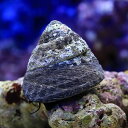 (海水魚)貝 シッタカ貝(バテイラ) Mサイズ コケの掃除(1匹)