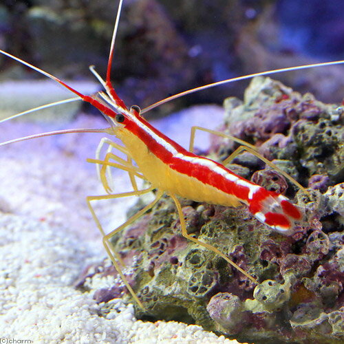 （海水魚）エビ　スカンクシュリンプ　Mサイズ（1匹）