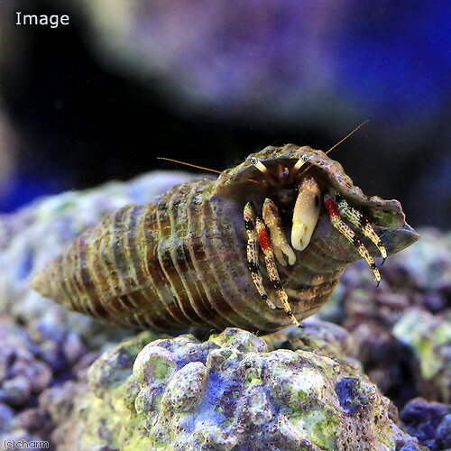 キレイな模様！沖縄産　キカザリサンゴヤドカリ販売名キカザリサンゴヤドカリ学名（※）Calcinus　pulcher （※）…改良品種や学名が不明の種は流通名での記載の場合があります。飼育要件最大全長　　　→　約2cm？ 温度　　　　　 →　20〜25度 餌　　　　　　 →　人工飼料 混泳　　　　　 →　基本的に可 サンゴとの飼育 →　基本的に可 ※…飼育環境は一例です。 必ずしもこの環境下であれば飼育できることを確約するものではございません。 種類詳細 水深5〜20mほどの比較的深い場所に生息するヤドカリです。 カザリサンゴヤドカリに似ていますが全体的に黄色っぽい体色から名前が由来しています。 脚色は乳白色ベースで節に黒バンドが入りますが1対のみピンク色をしています。飼育のポイント 丈夫な種ですが長期飼育には、成長に合わせた宿貝（貝殻）の準備が必要です。 複数飼育では、宿貝（貝殻）の取り合いに注意が必要です。 飼育数よりも多めの貝殻を用意すると良いでしょう。 注意事項 お送りする個体は体長約1〜2cm程度となります。 個体により模様差がございます予めご了承下さい。 個体サイズや模様、雌雄の指定についてはお受け致しかねますのでご了承下さい。海水性甲殻類（エビ・カニ・ヤドカリなど）について※甲殻類は基本的に丈夫な種類が多いですが急な水質変化に弱い生き物です。※水槽導入時には水あわせを慎重に行ってください。※また、水換えをする際は多量換水はなるべく避け、短い期間でこまめ換水することをお勧め致します。※一般的にクリーナーといわれる生体は、コケや残餌の掃除をするとされています。しかし個体によっては、必ずしも掃除をするということを確約するものではありませんので予めご了承下さい。※生体がエサを探す際にサンゴの上に乗ってしまうことがあります。それによりサンゴのポリプが閉じてしまうことがありますので予めご了承下さい。水合わせDXキット　ネット付き（説明書＆おまけバケツ付き）　お一人様2点限り（海水魚）海藻　生餌　おまかせ海藻　1パックBrightwell　エンジェリクサー　125ml　餌付け用　添加剤　海水専用海水魚用フード　「ff　num07」　40mL　粒径1．3mm　aquarium　fish　food　series詰め替え用　小型魚用フード　乾燥エビパウダー　「ff　num09」　10g　aquarium　fish　food　series（海水魚）ライブロック　EXSグレード　レッドロック　30cmキューブ水槽用（1セット）（形状お任せ）（海水魚）ばくとサンド（立上げ簡単サンド）スモール　3リットル　バクテリア付き　ライブサンド　航空便不可　沖縄不可（海水魚）エビ　スリランカ産　ホワイトソックスシュリンプ　ミックスサイズ（2匹）（海水魚）エビ　スカンクシュリンプ　Mサイズ（2匹） … ◎　kaisui73　_aqua　m_hermit　海水　海水生体　エビ・カニ他　yadokari2015sall　kisitop4_191016Invertebratezukanヤドカリ■この商品をお買い上げのお客様は、下記商品もお買い上げです。※この商品には付属しません。■水合わせDXキット　ネット付き（説明書＆おまけバケツ付き）　お一人様2点限り（海水魚）海藻　生餌　おまかせ海藻　1パックBrightwell　エンジェリクサー　125ml　餌付け用　添加剤　海水専用海水魚用フード　「ff　num07」　40mL　粒径1．3mm　aquarium　fish　food　series詰め替え用　小型魚用フード　乾燥エビパウダー　「ff　num09」　10g　aquarium　fish　food　series（海水魚）ライブロック　EXSグレード　レッドロック　30cmキューブ水槽用（1セット）（形状お任せ）（海水魚）ばくとサンド（立上げ簡単サンド）スモール　3リットル　バクテリア付き　ライブサンド　航空便不可　沖縄不可（海水魚）エビ　スリランカ産　ホワイトソックスシュリンプ　ミックスサイズ（2匹）（海水魚）エビ　スカンクシュリンプ　Mサイズ（2匹）