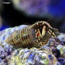 (海水魚)ヤドカリ 沖縄産 キカザリサンゴヤドカリ(1匹)