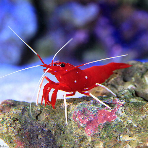 （海水魚）エビ　スリランカ産　ホワイトソックスシュリンプ　ミックスサイズ（1匹）