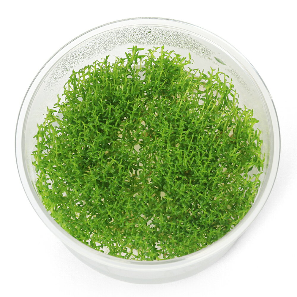 （水草）組織培養 ブラジリアンフラジャイル（無農薬）（1カップ）