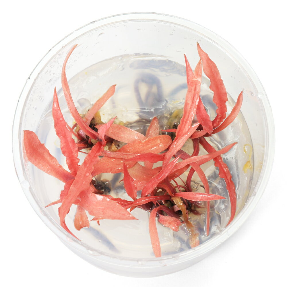 （水草）組織培養　クリプトコリネ　アルビダ　レッド（無農薬）（1カップ）　北海道・九州航空便要保温