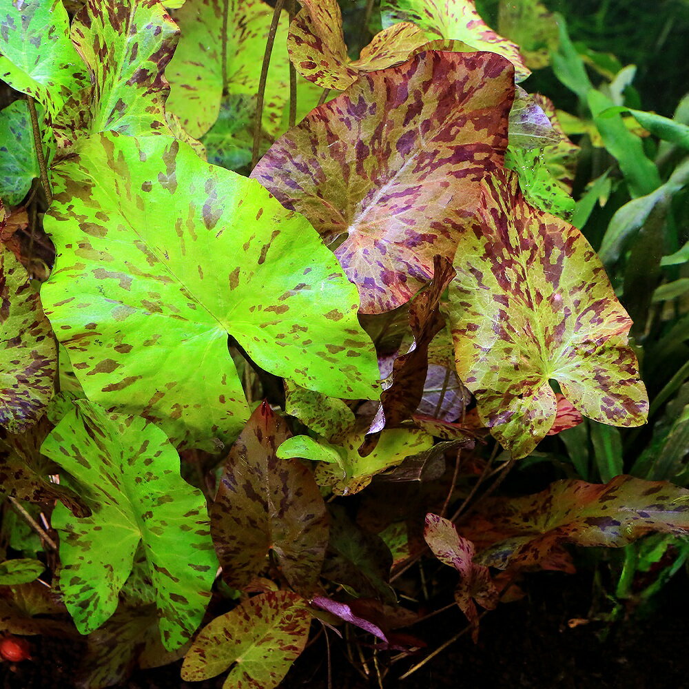 葉が非常に薄く、水の中に入れてのパッキングとなります。ですが、若干の葉の痛みが発生する場合がございます。ご了承ください。カミハタから入荷したタイガーロータスです。タイガーロータス　ピンクタイガー発送サイズ（株）葉の枚数3〜5枚程度※育成状況によりサイズ感は前後いたします。残留農薬状態無農薬別名—学名（※）Nymphaea　lotus（※）…改良品種や学名が不明の種は流通名での記載の場合があります。分類スイレン科(Nymphaeaceae)スイレン属(Nymphaea)分布—どんな種類？2024年の12月にカミハタから入荷したタイガーロータスです。葉は黄色からピンク色で若干の赤茶色の斑が入ります。葉の基部に切れ込みが入り葉は心形、花は未確認です。レイアウトでは目を惹く色合いからワンポイントとして活躍できるでしょう。高い光量や栄養分が多い環境ですと、浮き葉が出る可能性があります。サイズ感はやや大型で育成難易度は丈夫で育てやすい水草と言えます。通常のタイガーロータスと同じような環境で、高い光量（3000lm程度）CO2添加あり、軟水〜やや硬水の環境であれば、育成することができます。育成要件＆データ育成難易度　→　★★☆☆☆光量　　　　　→　60cm20W3灯以上（2400〜3000lm）CO2　　　　 →　1滴／3秒（60cm標準水槽相当）pH　　　　　　→　5〜7GH　　　　 　 →　0〜6kH　　　　　　→　0〜6温度　　　　　→　20〜28度底砂　　　　　→　ソイル、砂、大磯推奨水槽　　→　30cm以上植栽位置　　→　前□□□■■後草姿　　　　　→　球根系最大草姿　　→　—生長速度　　→　やや早め増殖方法　　→　ランナー※…育成環境は一例です。必ずしもこの環境下であれば育つことを確約するものではございません。注意※育成状況により発送サイズは異なります。※球根が無い状態（株だけ）での発送となる場合がございます。ご了承ください。PSBQ10　ピーエスビーキュート　淡水用　30mL5個セット　光合成細菌　バクテリア　熱帯魚（生餌）淡水用　微生物で水質向上セット　エサ用ゾウリムシミックス＋PSBQ10　本州四国限定パワーハウス　ベーシック（ソフトタイプ）　Sサイズ　淡水用　5リットル　微酸性　ろ材　pH維持Plants　Green　プランツグリーン　250ml　（水草の栄養液）（熱帯魚）オトシンクルス（3匹）　北海道・九州航空便要保温（エビ）ミナミヌマエビ（10匹）（＋1割おまけ）Fe　Energy（エフイーエナジー）　400g　5mm　（水草の栄養素）Fe　Energy（エフイーエナジー）　アクア　濃縮タイプ　20mL　（水草の栄養液）魚が簡単に飼える　リーフプロソイル　pHダウン　8L　pH4．5〜5．5　お一人様3点限り　吸着ソイル　国産　熱帯魚　用品魚が簡単に飼える　リーフプロソイル　pHダウン　8L　pH4．5〜5．5　お一人様3点限り　吸着ソイル　国産　熱帯魚　用品日本動物薬品　ニチドウ　水草が育つCO2リキッド　2本入　（緑） … PF_SPQ　水草　ニムファ類とその近縁　後景　虎柄　ニムファ　タイガーロータス　ピンク　ワイルド便　スイレン科　lotus　Nymphaeaceae　スイレン属　Nymphaea　後景草　ロゼット型　緑系　赤系　赤系水草　緑系水草　20251103　NH　2025tuuki　y25m11　球根　040kk■この商品をお買い上げのお客様は、下記商品もお買い上げです。※この商品には付属しません。■PSBQ10　ピーエスビーキュート　淡水用　30mL5個セット　光合成細菌　バクテリア　熱帯魚（生餌）淡水用　微生物で水質向上セット　エサ用ゾウリムシミックス＋PSBQ10　本州四国限定パワーハウス　ベーシック（ソフトタイプ）　Sサイズ　淡水用　5リットル　微酸性　ろ材　pH維持Plants　Green　プランツグリーン　250ml　（水草の栄養液）（熱帯魚）オトシンクルス（3匹）　北海道・九州航空便要保温（エビ）ミナミヌマエビ（10匹）（＋1割おまけ）Fe　Energy（エフイーエナジー）　400g　5mm　（水草の栄養素）Fe　Energy（エフイーエナジー）　アクア　濃縮タイプ　20mL　（水草の栄養液）魚が簡単に飼える　リーフプロソイル　pHダウン　8L　pH4．5〜5．5　お一人様3点限り　吸着ソイル　国産　熱帯魚　用品魚が簡単に飼える　リーフプロソイル　pHダウン　8L　pH4．5〜5．5　お一人様3点限り　吸着ソイル　国産　熱帯魚　用品日本動物薬品　ニチドウ　水草が育つCO2リキッド　2本入　（緑）
