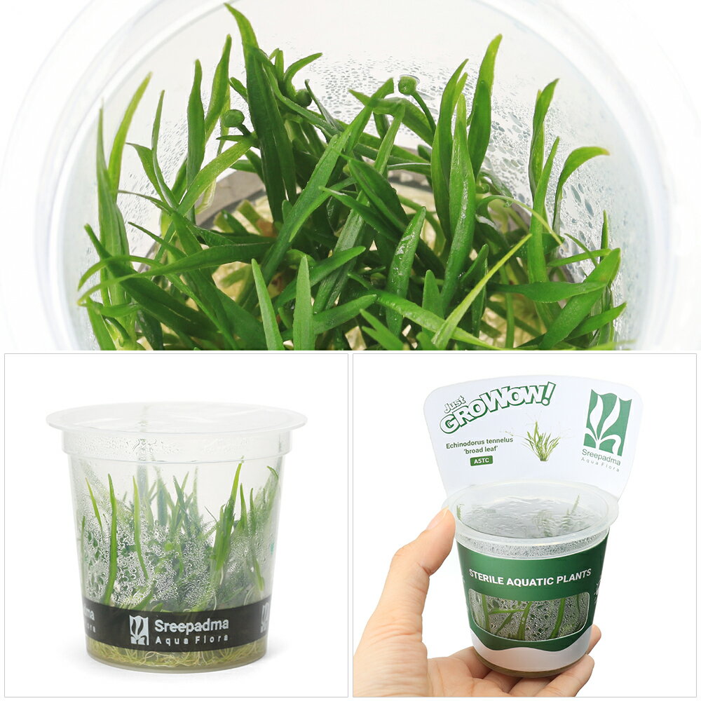 �ʿ�����ȿ�����GROWOW���������Υɥ륹���ƥͥ륹���֥����ɥ꡼�ա�̵�����ˡ�1���åסˡ�A5 TC