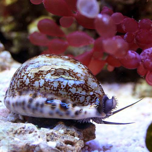 �ʳ�����˳����䥯���ޥ����饬����1ɤ�ˡ��̳�ƻ���彣�Ҷ������ݲ�