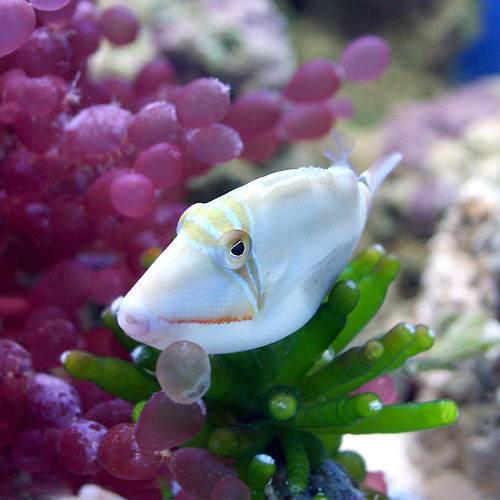 （海水魚）クラカケモンガラ（1匹）