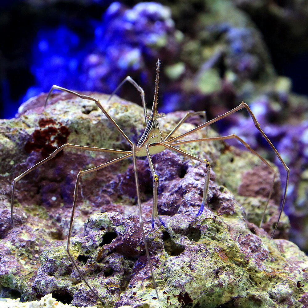 水槽にウミケムシが増殖 対策 駆除方法や捕食してくれる生体 ずいずいaqua