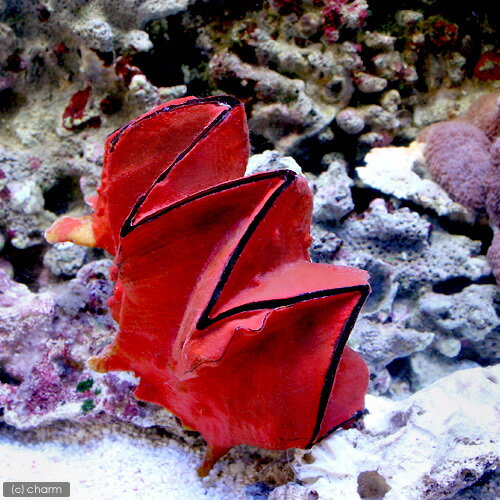 （海水魚）貝　沖縄産　トサカガキ　レッド（1匹）　北海道・九州航空便要保温