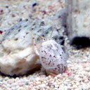 (海水魚)カニ スナホリガニ(1匹)